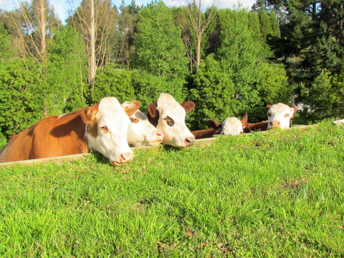 Rolling Hills Country Stay B&B Tauranga Ngoại thất bức ảnh