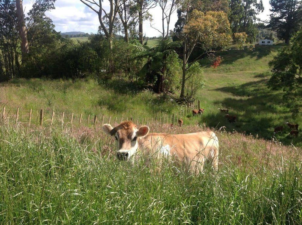 Rolling Hills Country Stay B&B Tauranga Ngoại thất bức ảnh